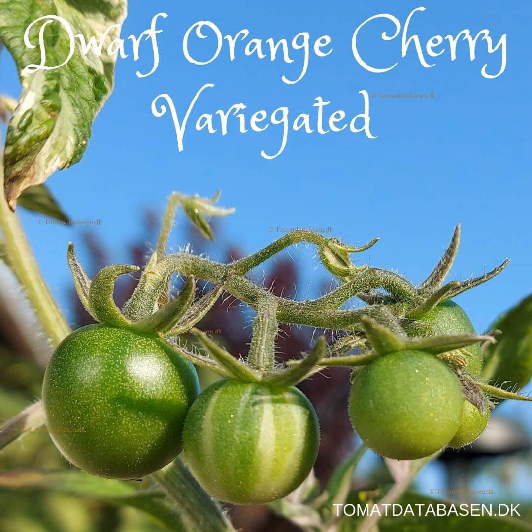 Dwarf Orange Cherry (variegated)